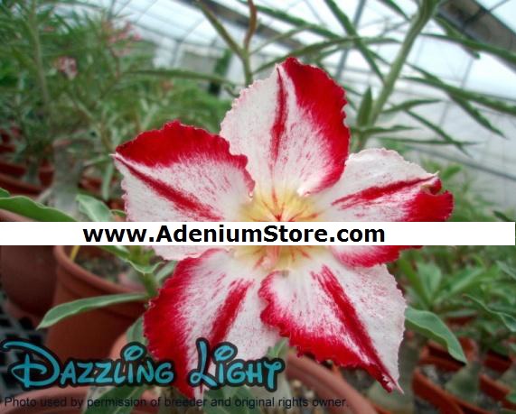 (image for) Adenium Seeds \'Dazzling Light\' 5 Seeds